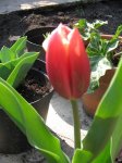 tulipan rojo.JPG