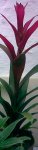 bromelia2.JPG