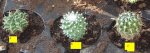 cactus 18-03 (1).JPG