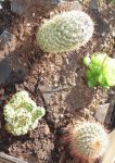 cactus 18-03 (2).JPG