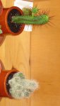 cactus 18-03 (3).JPG