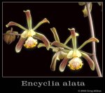 encyclia alata.jpg