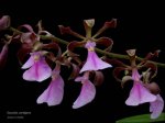 Encyclia cordigera.jpg