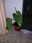 DSCN3060.JPG