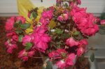 azalea3.jpg