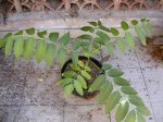 DSCN4617.JPG