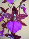 Dscn11620169.JPG