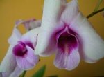 Dscn11850178.JPG