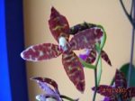 Dscn12620211.JPG