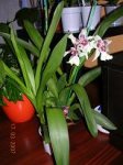 Imagen 009.JPG