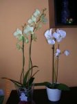 Imagen 013.JPG