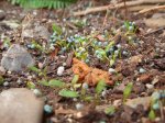 dichondra.JPG