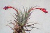 fotos-de-flores-rojas-5.jpg