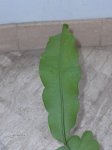 HPIM2222.JPG