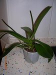 Imagen 017.JPG