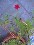 flor roja 2.jpg