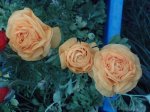 IMG_0218.JPG