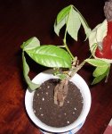pachira 1 (1).JPG