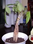 pachira 1 (3).JPG