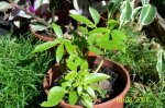 planta1.jpg