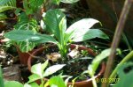 planta 2.jpg