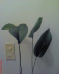 DSC00061.JPG