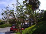P1010030-1.JPG
