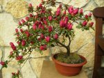azalea en capullos.jpg