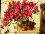 azalea casi abierta.jpg