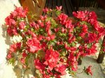 azalea abierta.jpg