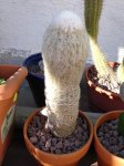 peludo.jpg