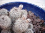 cactus capullo.jpg