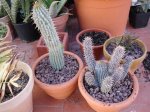 Hoodia2.jpg