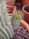 Hoodia.jpg