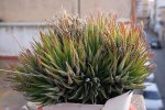 aloe.jpg