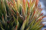 aloe2.jpg