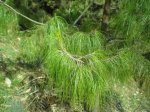 Pinus patula 1 (Small).JPG