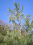 Pinus patula 2 (Small).JPG