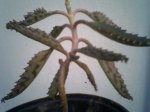 kalanchoe.jpg