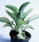 kalanchoe-daigremontiana-2.jpg