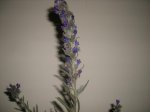 DSCF0846.JPG