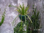 PICT0001.JPG