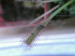 D. capensis1.JPG
