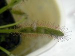 Dcapensis2.JPG