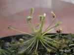 Drosera capillaris3.JPG