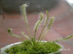 D. capensis alba1.JPG