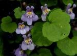 Cymbalaria muralis 2.jpg