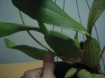 DSCF0005.JPG