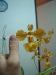 DSCF0008.JPG