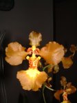 DSCF0009.JPG